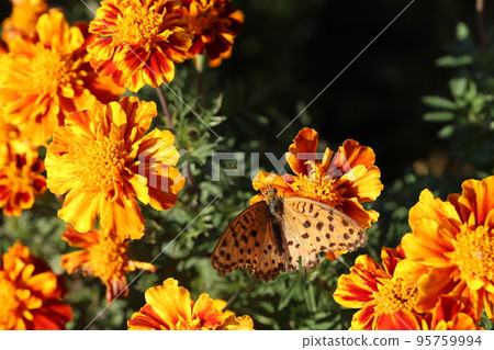 日本秋季花園中從橙色萬壽菊花中吸食花蜜的雄性黑貝母 日本秋季花園中從橙色萬壽菊花中吸食花蜜的雄性黑貝母 95759994