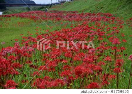 Cluster amaryllis along the Yabe River Cluster amaryllis along the Yabe River 95759995