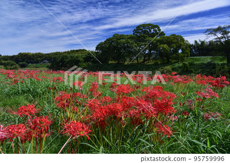Cluster amaryllis along the Yabe River 95759996