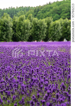 Hokkaido 2019 Lavender field 95760213