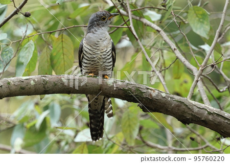 Creatures, wild birds, azaleas, October. A juvenile bird on its way southward. During molting, the head is sesame white, and the striped pattern on the belly is vague ① 95760220