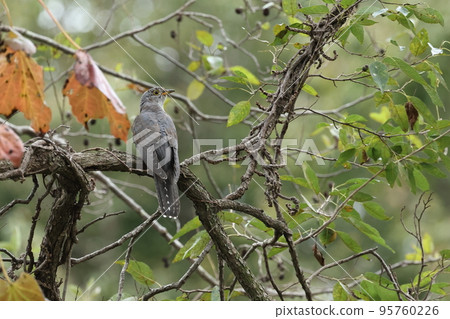 生物，野鳥，杜鵑花，十月。一隻幼鳥在南下。有幾天，我在榿木森林裡覓食。 95760226