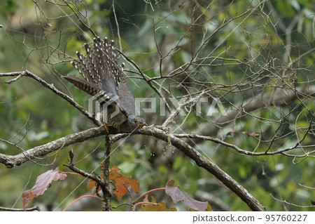 生物，野鳥，杜鵑花，十月。一隻幼鳥在南下。我沒有吃我面前的Nephila 95760227