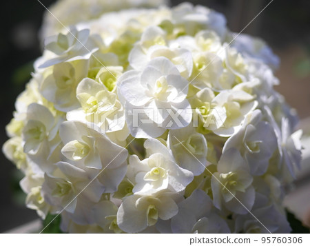 Hydrangea Hydrangea The petals that shine brighter in the sun. The joy of changing colors every day. beauty. It's the best. 95760306