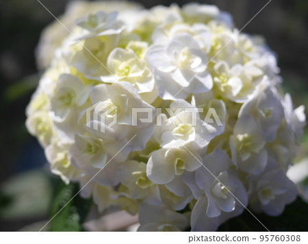 繡球花 Hydrangea 在陽光下閃耀的花瓣。每天換顏色的快樂。美麗。這是最好的。 95760308