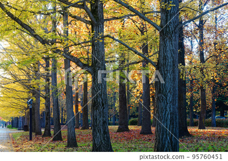 The ginkgo tree lined with autumn leaves The ginkgo tree lined with autumn leaves 95760451