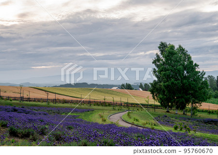 Hokkaido, Furano and Biei, summer scenery 95760670