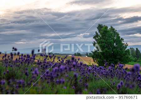 北海道、富良野和美瑛,夏日風景 北海道、富良野和美瑛,夏日風景 95760671