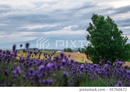 Hokkaido, Furano and Biei, summer scenery 95760672