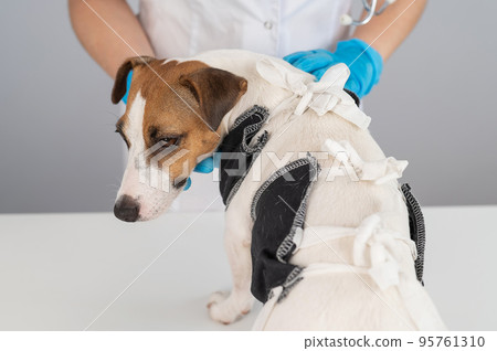 A doctor puts a blanket on a Jack Russell Terrier dog after a surgical operation. 95761310