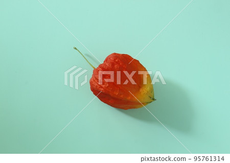 Center arrangement of background light blue and orange Hozuki (horizontal composition) 95761314