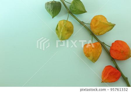 Gradation of Hozuki. Diagonal placement Gradation of Hozuki. Diagonal placement 95761332