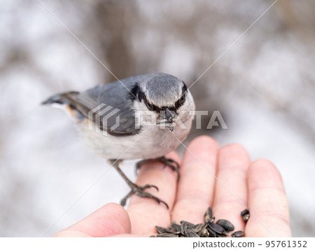 The Eurasian nuthatch eats seeds from a man's hand. Hungry bird wood nuthatch eating seeds from a hand during winter or autumn The Eurasian nuthatch eats seeds from a man's hand. Hungry bird wood nuthatch eating seeds from a hand during winter or autumn 95761352