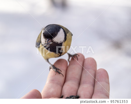 A tit sits on a man's hand and eats seeds. A tit sits on a man's hand and eats seeds. 95761353