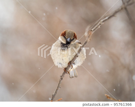 Sparrow sits on a branch without leaves. Sparrow sits on a branch without leaves. 95761366