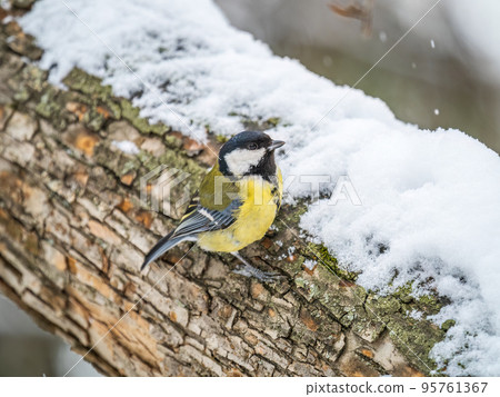 A tit is looking for food on a tree trunk. 95761367