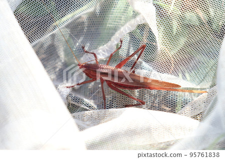 網中的粉紅昆蟲 (Kubikyrigidus) 網中的粉紅昆蟲 (Kubikyrigidus) 95761838