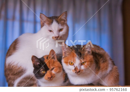 Kitten brothers Kitten brothers 95762168