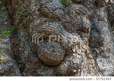 Bark of a majestic giant old tree over 1,000 years old Bark of a majestic giant old tree over 1,000 years old 95762464