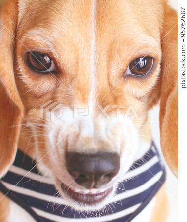 Angry face beagle dog 95762687