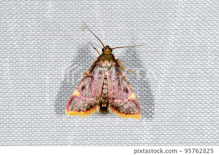 Tobiiroshima Meiga(北海道薩馬尼町) Tobiiroshima Meiga(北海道薩馬尼町) 95762825