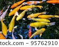 Japanese koi carp fish, a beautiful medium-sized colourful asian fishes swimming in clear freshwater pond background. 95762910