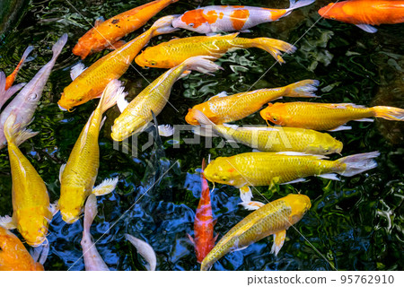Japanese koi carp fish, a beautiful medium-sized colourful asian fishes swimming in clear freshwater pond background. Japanese koi carp fish, a beautiful medium-sized colourful asian fishes swimming in clear freshwater pond background. 95762910