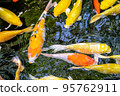 Japanese koi carp fish, a beautiful medium-sized colourful asian fishes swimming in clear freshwater pond background. 95762911