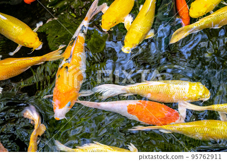 Japanese koi carp fish, a beautiful medium-sized colourful asian fishes swimming in clear freshwater pond background. 95762911