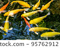 Japanese koi carp fish, a beautiful medium-sized colourful asian fishes swimming in clear freshwater pond background. 95762912
