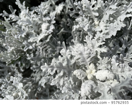 silver leaf silver dust 95762935