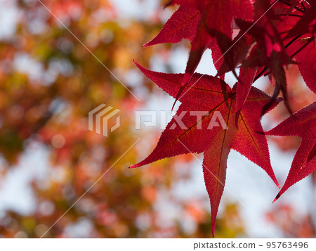 紅楓葉 紅楓葉 95763496