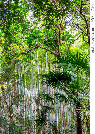 竹林和棕櫚樹 95763736