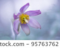 Close up pasque flower pulsatilla on light blue background, soft focused. 95763762