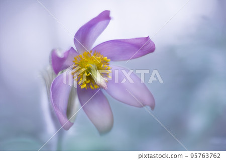 Close up pasque flower pulsatilla on light blue background, soft focused. 95763762