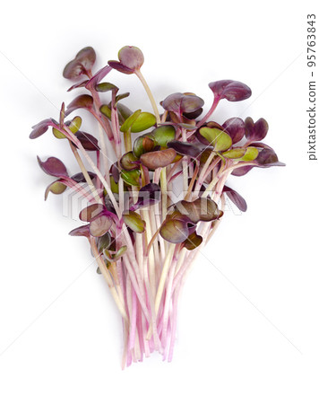 Bunch of red radish microgreens. Ready-to-eat seedlings, shoots and young plants of a Raphanus sativus variety, an edible root vegetable with red and purple leaves. Close up, from above, food photo. Bunch of red radish microgreens. Ready-to-eat seedlings, shoots and young plants of a Raphanus sativus variety, an edible root vegetable with red and purple leaves. Close up, from above, food photo. 95763843