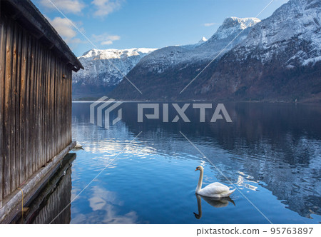 Swan on the clear water of Hallstattersee lake and the beautiful mountains surrounding it in Salzkammergut region, Austria, in winter 95763897