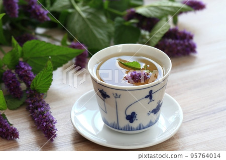 Herbal tea from medicinal herb Agastache foeniculum, also called  giant hyssop or Indian mint 95764014