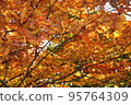 Autumn leaves 1 95764309