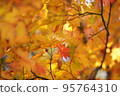 Autumn leaves 2 95764310