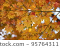 Autumn leaves 3 95764311