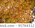 Autumn leaves 4 95764312
