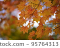 Autumn leaves 5 95764313