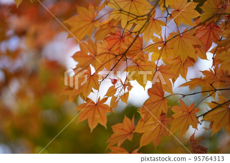 Autumn leaves 5 Autumn leaves 5 95764313