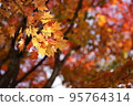 Autumn leaves 6 95764314