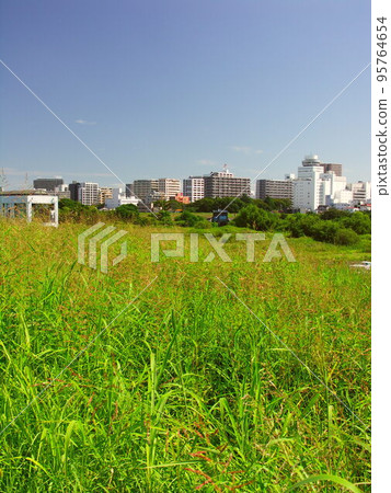 透過秋高粱茂密的草叢看松戶市 95764654