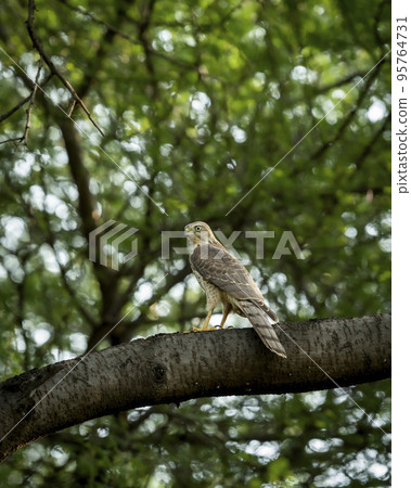 Shikra or Accipiter badius or little banded goshawk bird portrait or closeup perched on branch in winter light during outdoor wildlife safari at ranthambore national park rajasthan india asia 95764731