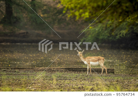 blackbuck or antilope cervicapra or indian antelope side profile with natural scenic background at tal chhapar sanctuary churu rajasthan india asia 95764734