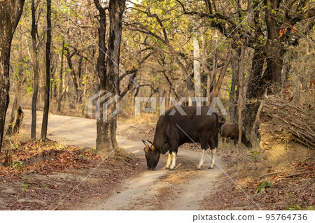 Gaur or Indian Bison or bos gaurus a danger animal or beast grazing grass on forest track or road in summer season morning safari at bandhavgarh national park forest madhya pradesh india asia Gaur or Indian Bison or bos gaurus a danger animal or beast grazing grass on forest track or road in summer season morning safari at bandhavgarh national park forest madhya pradesh india asia 95764736