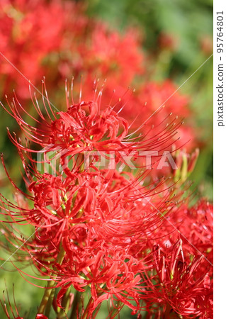 《Hidaka City, Saitama Prefecture Kinchakuda Park》In full bloom cluster amaryllis 95764801